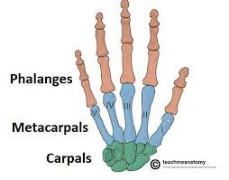 Tulang metacarpal